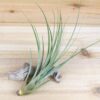 large tillandsia fasciculata tricolor 'golden torch' air plants / 6 9 inch plants [5 pack]