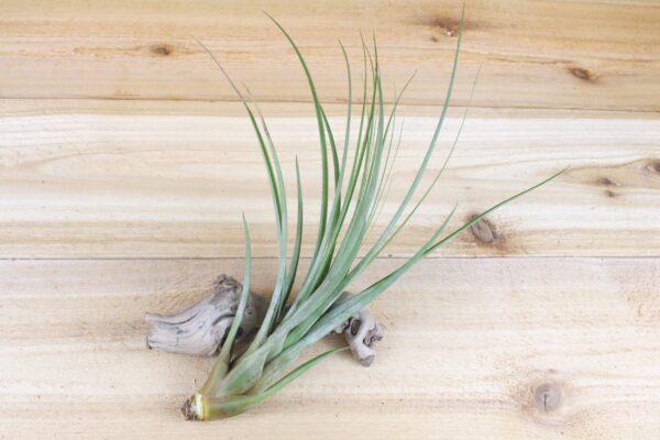 large tillandsia fasciculata tricolor 'golden torch' air plants / 6 9 inch plants [5 pack]