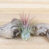 sale: 30% off tillandsia ionantha collection air plants [5, 10, 15 or 20]
