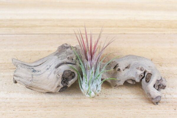 sale: 30% off tillandsia ionantha collection air plants [5, 10, 15 or 20]