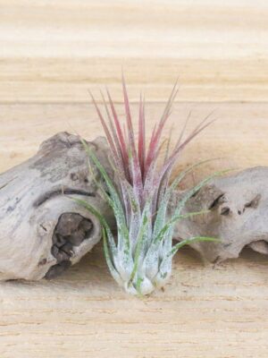 large tillandsia ionantha guatemala air plants [single plant]