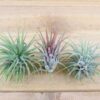 large tillandsia ionantha guatemala air plants [single plant]