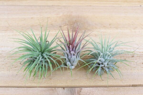 large tillandsia ionantha guatemala air plants [single plant]