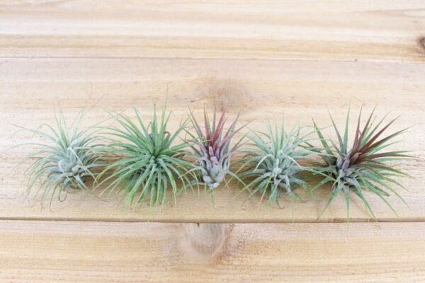 tillandsia ionantha guatemala air plants [single plant]