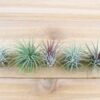 large tillandsia ionantha guatemala air plants [single plant]