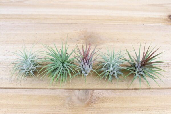 large tillandsia ionantha guatemala air plants [single plant]