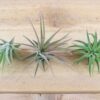 tillandsia ionantha mexican air plants [10 pack]