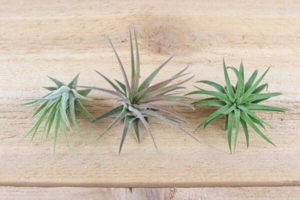 tillandsia ionantha mexican air plants [10 pack]