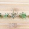 tillandsia ionantha mexican air plants [10 pack]