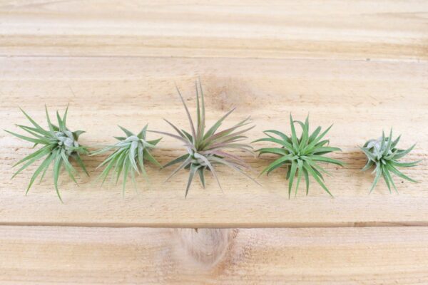 tillandsia ionantha mexican air plants [10 pack]