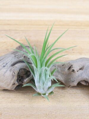 tillandsia ionantha rubra air plants [single plant]