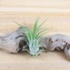 sale: 30% off tillandsia ionantha collection air plants [5, 10, 15 or 20]