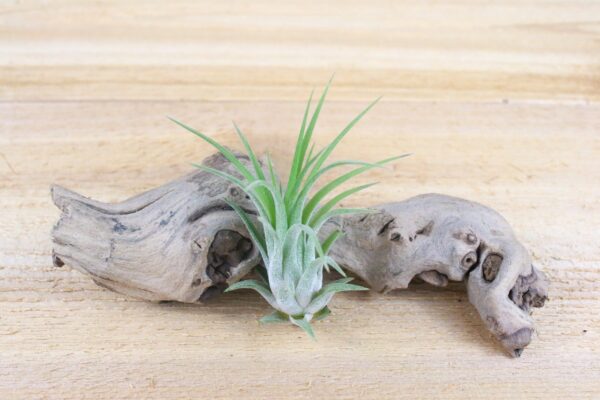 sale: 30% off tillandsia ionantha collection air plants [5, 10, 15 or 20]
