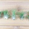 sale: 55% off tillandsia ionantha rubra air plants [20, 30 or 50 pack]