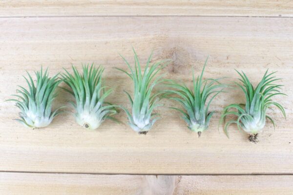sale: 55% off tillandsia ionantha rubra air plants [20, 30 or 50 pack]