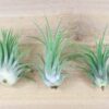 tillandsia ionantha rubra air plants [single plant]
