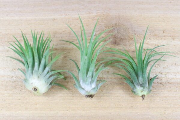 tillandsia ionantha rubra air plants [single plant]