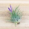 sale: 30% off tillandsia ionantha collection air plants [5, 10, 15 or 20]