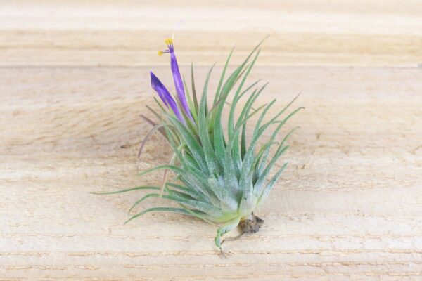 sale: 30% off tillandsia ionantha collection air plants [5, 10, 15 or 20]