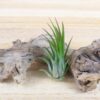 sale: 30% off tillandsia ionantha collection air plants [5, 10, 15 or 20]