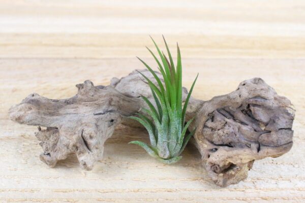 sale: 30% off tillandsia ionantha collection air plants [5, 10, 15 or 20]