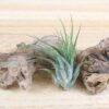 sale: 30% off tillandsia ionantha collection air plants [5, 10, 15 or 20]