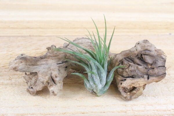 sale: 30% off tillandsia ionantha collection air plants [5, 10, 15 or 20]