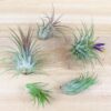 sale: 30% off tillandsia ionantha collection air plants [5, 10, 15 or 20]