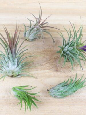 sale: 30% off tillandsia ionantha collection air plants [5, 10, 15 or 20]