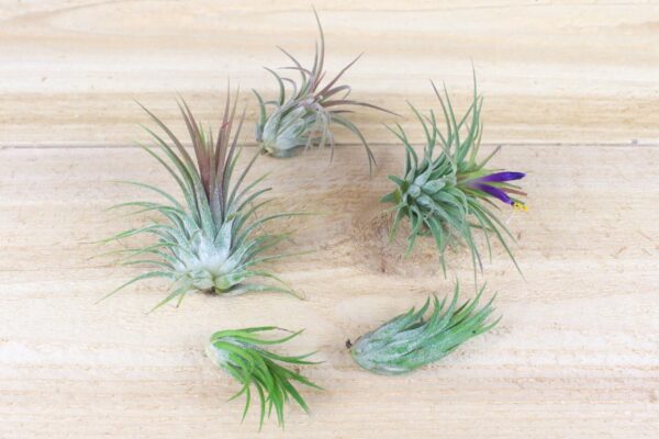 sale: 30% off tillandsia ionantha collection air plants [5, 10, 15 or 20]