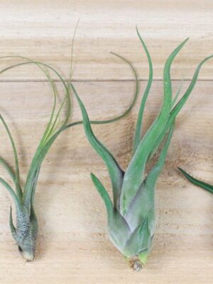 sale: 40% off wild things collection of tillandsia air plants [9 or 18 pack]