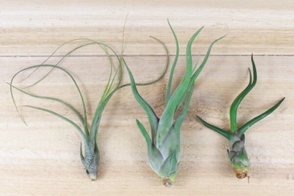 sale: 40% off wild things collection of tillandsia air plants [9 or 18 pack]