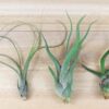 wild things collection of tillandsia air plants [6 pack]