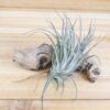tillandsia stricta hybrid air plants collector's variety [1,3,5 pack]