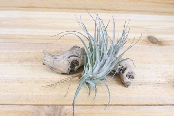 tillandsia stricta hybrid air plants collector's variety [1,3,5 pack]