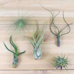 tillandsia air plants of central america [5 pack]