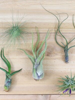 tillandsia air plants of central america [5 pack]