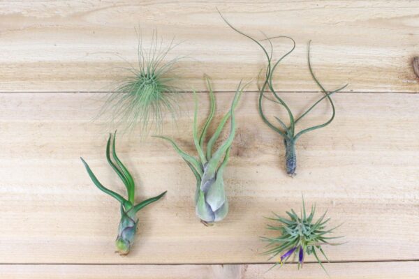 tillandsia air plants of central america [5 pack]