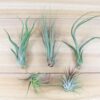 yucatan collection of tillandsia air plants [5 pack]