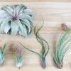 sale: 50% off tillandsia air plants of mexico [5 or 10 pack]