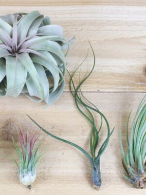 sale: 50% off tillandsia air plants of mexico [5 or 10 pack]