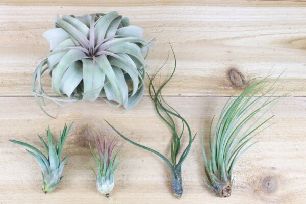 sale: 50% off tillandsia air plants of mexico [5 or 10 pack]