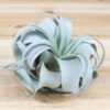 tillandsia xerographica multiple sizes