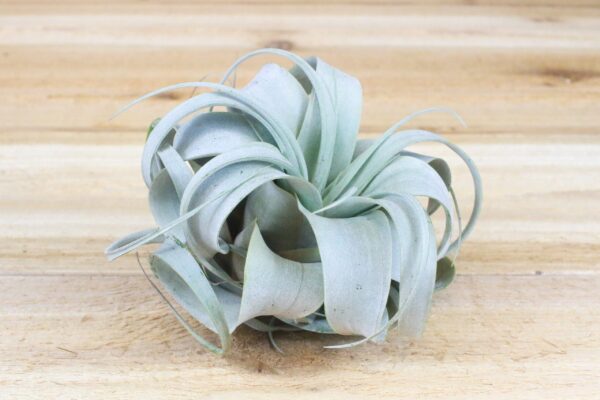 tillandsia xerographica multiple sizes