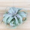 sale: 50% off tillandsia air plants of mexico [5 or 10 pack]