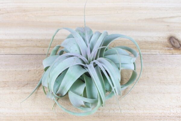 sale: 50% off tillandsia air plants of mexico [5 or 10 pack]