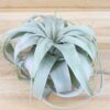 tillandsia xerographica multiple sizes