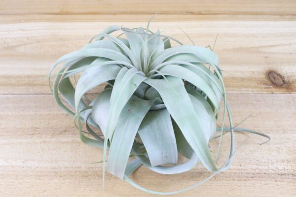 tillandsia xerographica multiple sizes