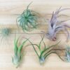 sale: 25% off 10 pack grab bag of medium and small tillandsia air plants