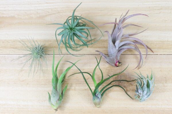 sale: 25% off 10 pack grab bag of medium and small tillandsia air plants